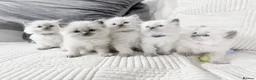 Ragdoll cats for sale: Blue Point Ragdoll Kittens for sale - Advert 3