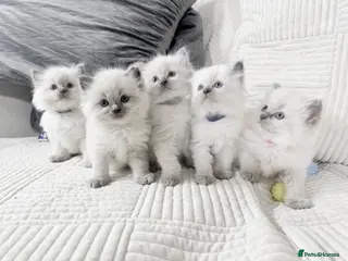 Ragdoll cats Blue Point Ragdoll Kittens for sale - Advert 3