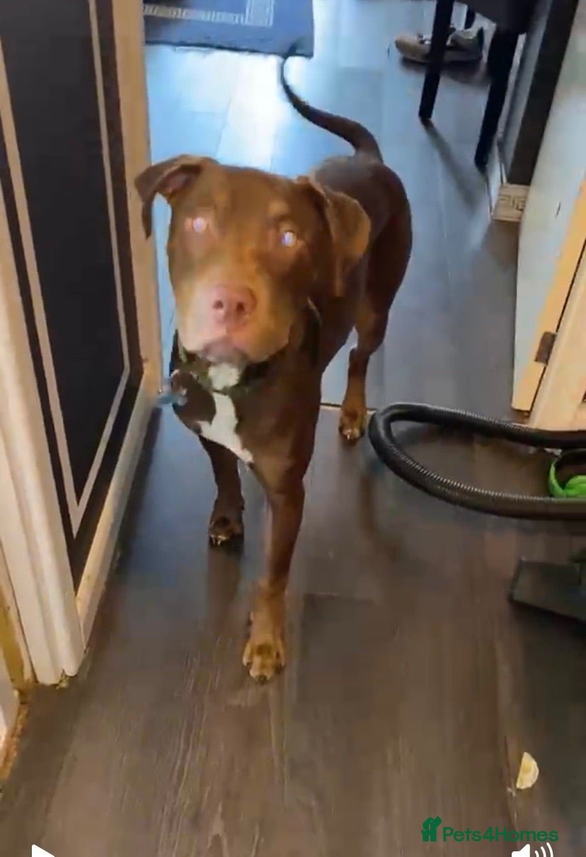 Mixed Breed dogs 9 month old doberman cross  - Advert 2