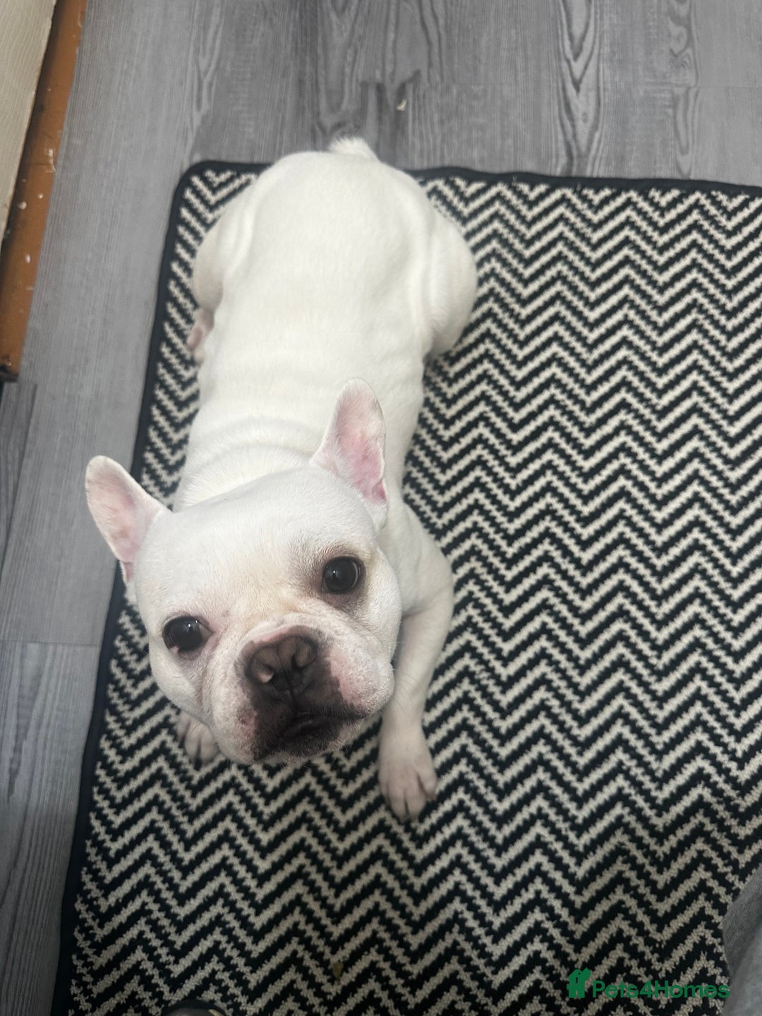 French Bulldog dogs for sale: Best offer - Advert 8