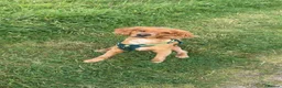 Cockapoo dogs for sale: Rehoming for Milo Cockapoo - Advert 14