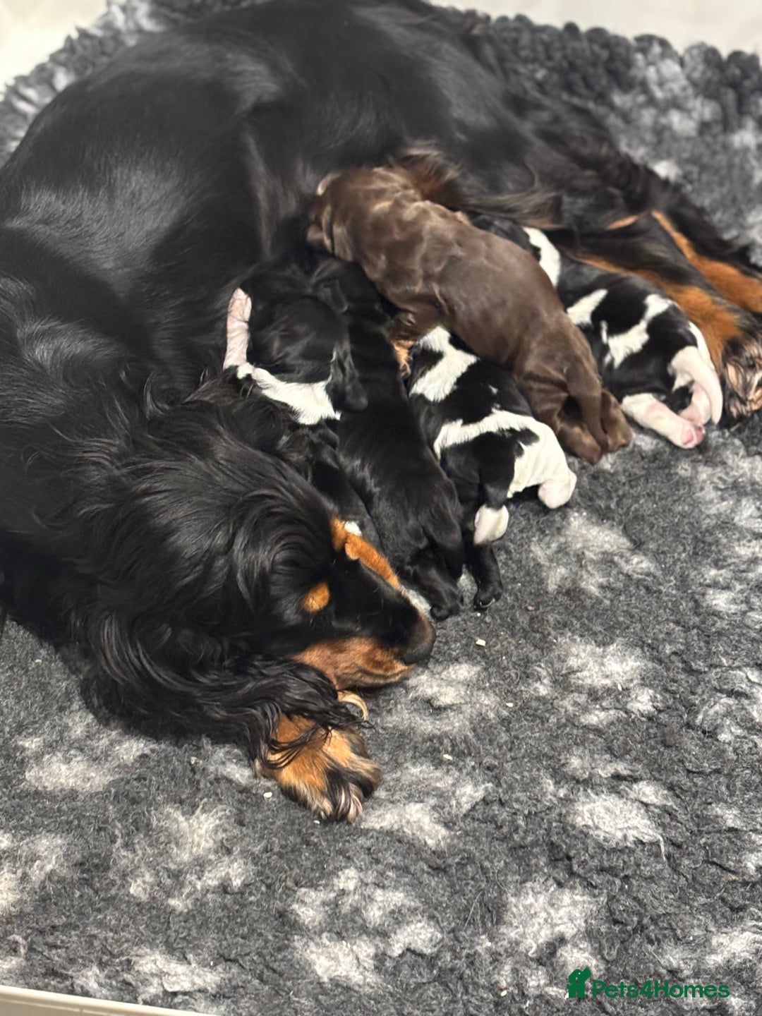 Cocker Spaniel dogs for sale: Show cocker spaniel puppies  - Advert 7