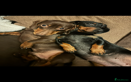 Dachshund dogs for sale: Bonnie and slinky  - Image 1