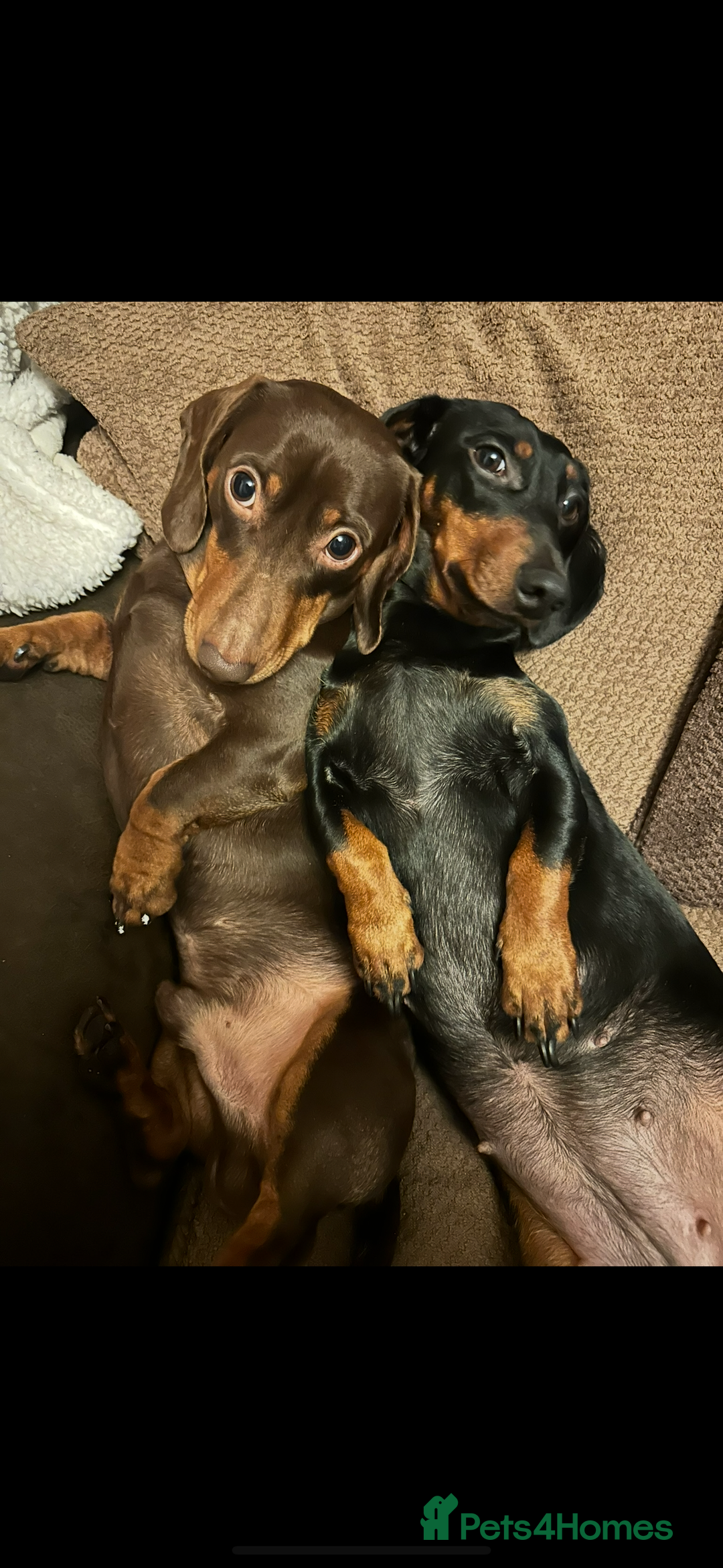 Dachshund dogs for sale: Bonnie and slinky  - Image 1