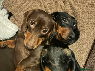 Dachshund dogs - Advert 18