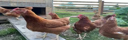 Chickens poultry for sale: Warren Pullets in Bala - Advert 6