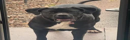 Cane Corso dogs for sale: 2 year old Female Cane Corso  - Advert 6