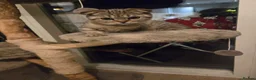 British Shorthair cats for sale: RARE BLACK GOLDEN BRITISH SHORTHAIR - Advert 21