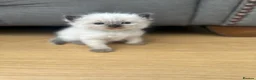 Ragdoll cats for sale: Ragdoll kittens *one female left* - Advert 29