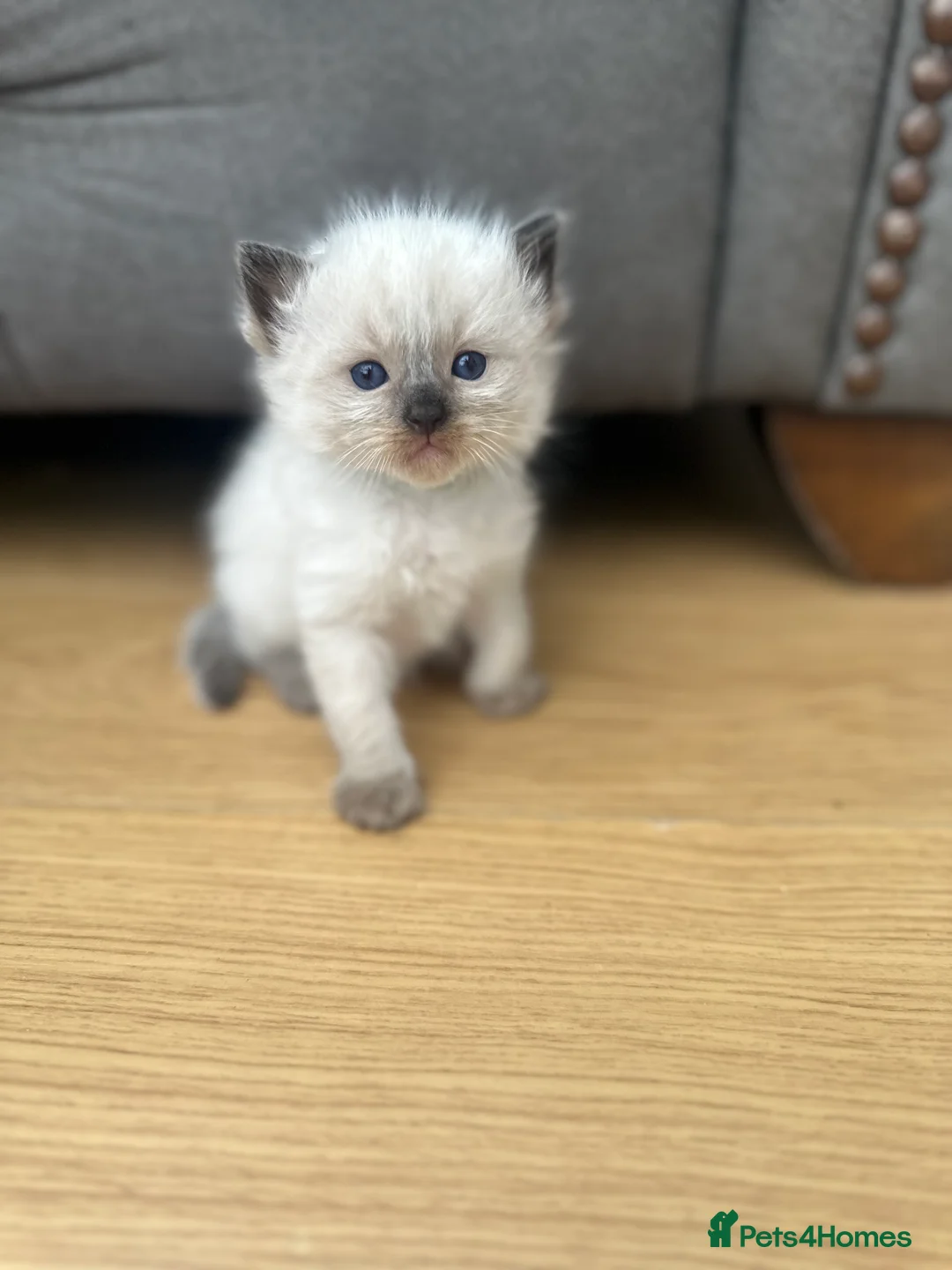 Ragdoll cats for sale: Ragdoll kittens *one female left* - Advert 29