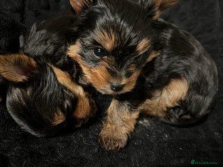 Yorkshire Terrier dogs Little pedigree yorkie pups 🐾 - Advert 3
