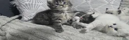 Maine Coon cats for sale: Mainecoon/ragdoll - Advert 3