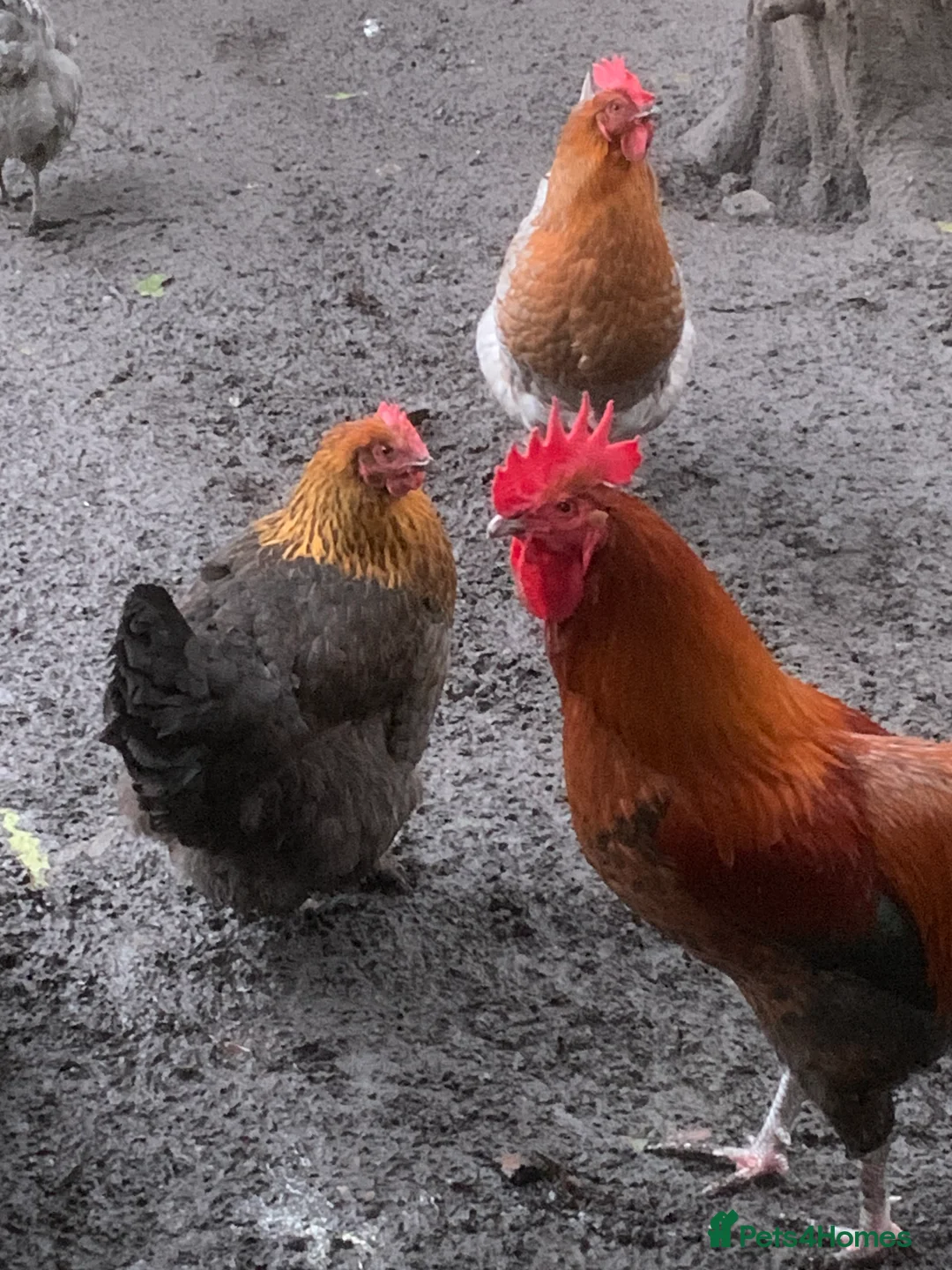 Chickens poultry for sale: French Maran  - Advert 2