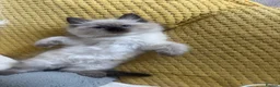 Ragdoll cats for sale: Pure Ragdoll kittens - Advert 2