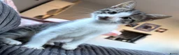 Mixed Breed cats for sale: Tabby kitten  - Advert 18