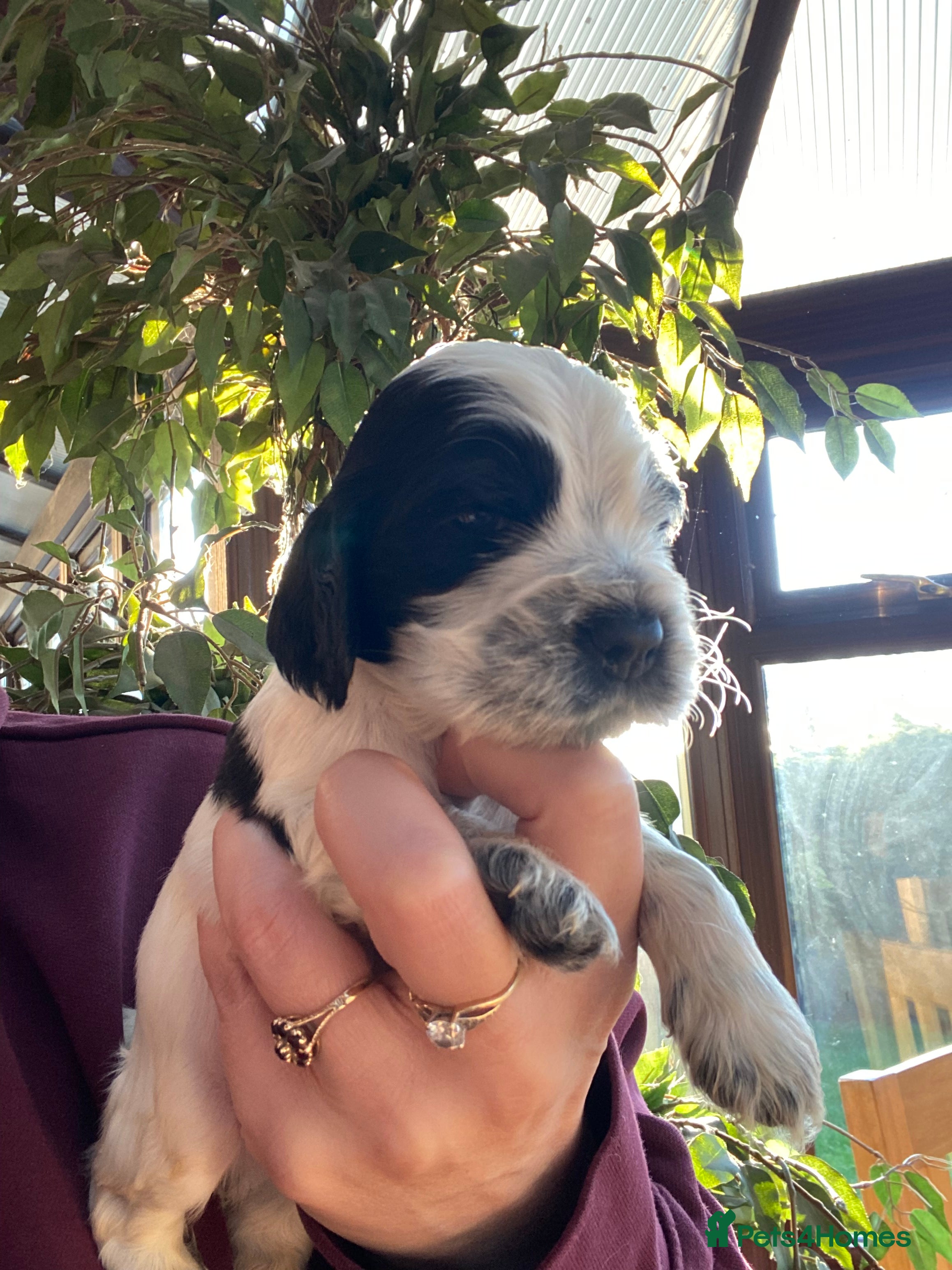 Cocker Spaniel dogs Beautiful show cocker spaniel kc reg - Advert 7