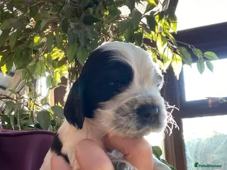 Cocker Spaniel dogs Beautiful show cocker spaniel kc reg - Advert 18