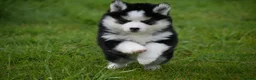 Pomsky dogs for sale: F4 Genuine Pomskies from health tested parents - Advert 25