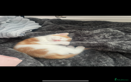 Mixed Breed cats for sale: Beautiful ginger and white kittens - Image 9