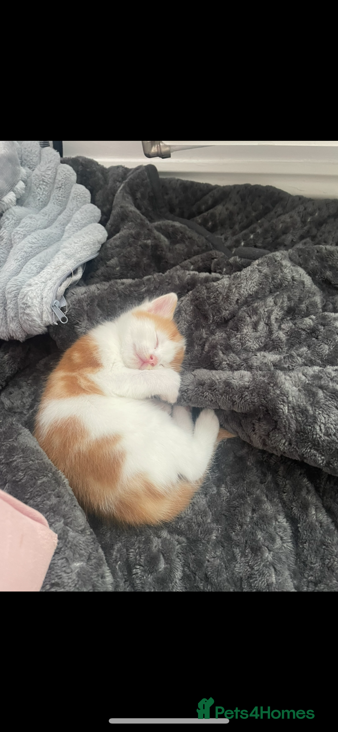 Mixed Breed cats for sale: Beautiful ginger and white kittens - Image 9