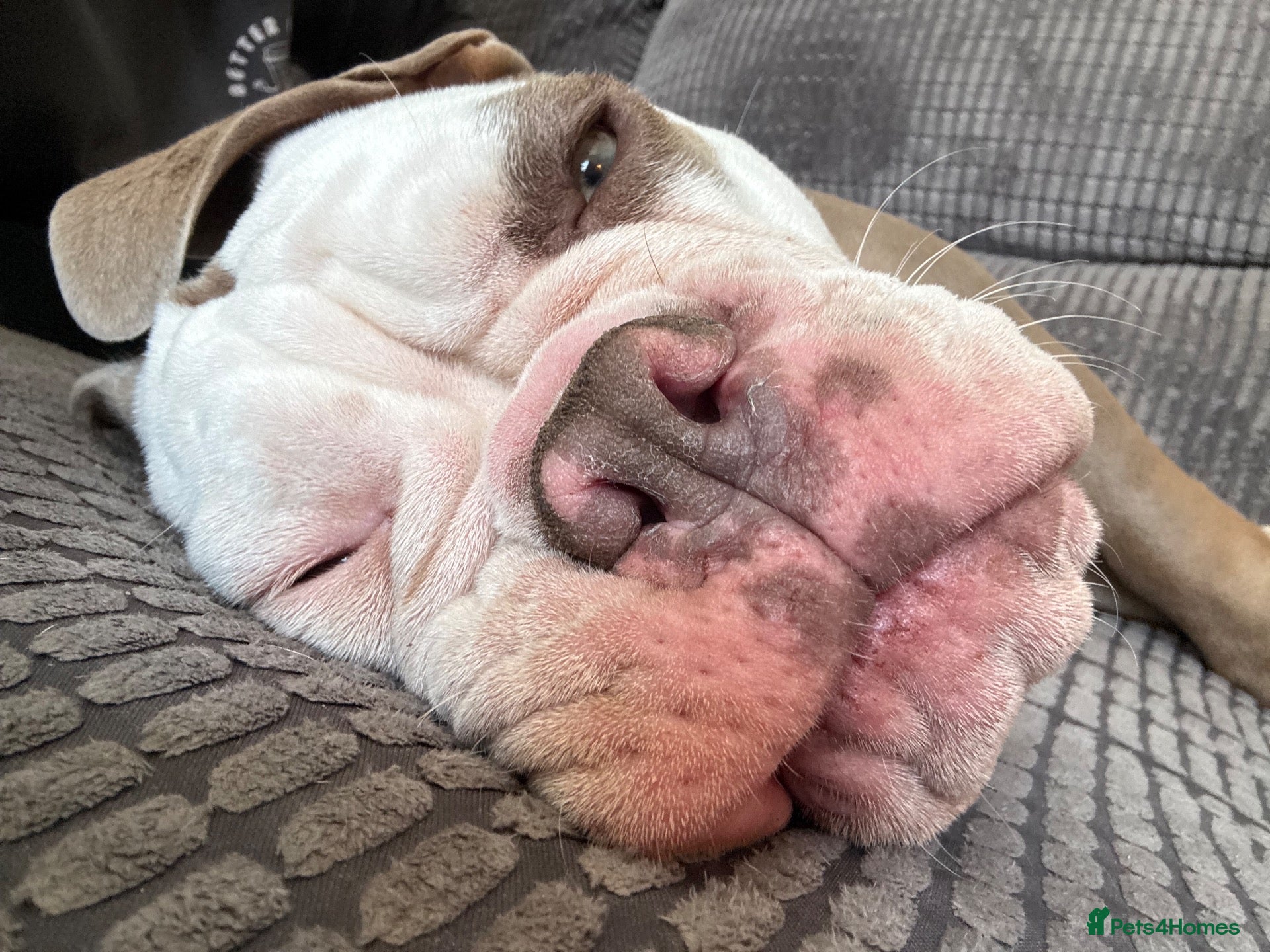 Olde English Bulldogge dogs 12m old English bulldog female  - Advert 1