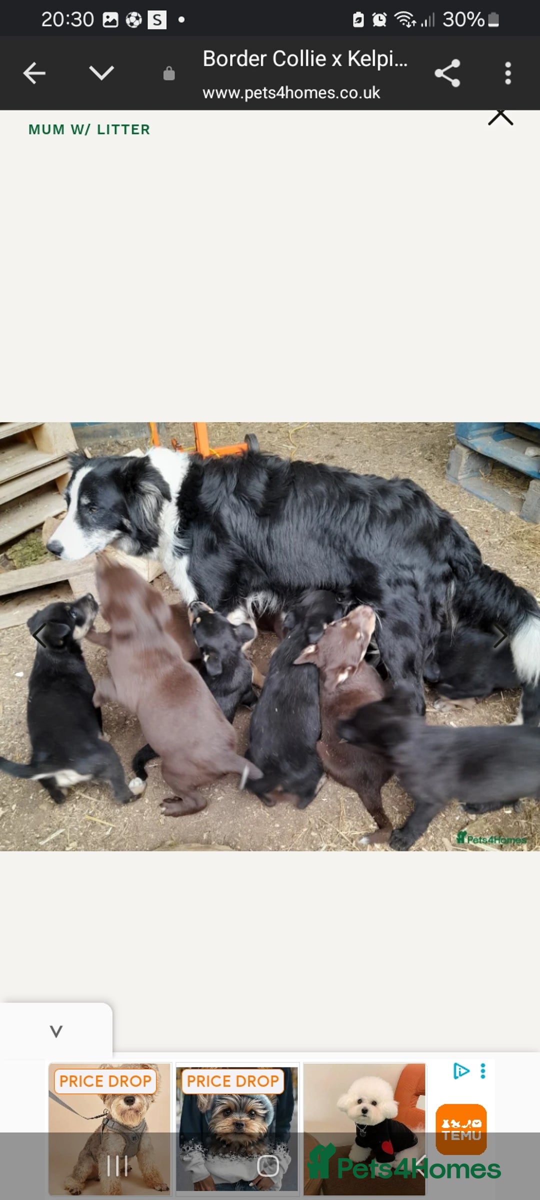 Mixed Breed dogs for sale: Mixed puppy  in Cardiff - Image 10