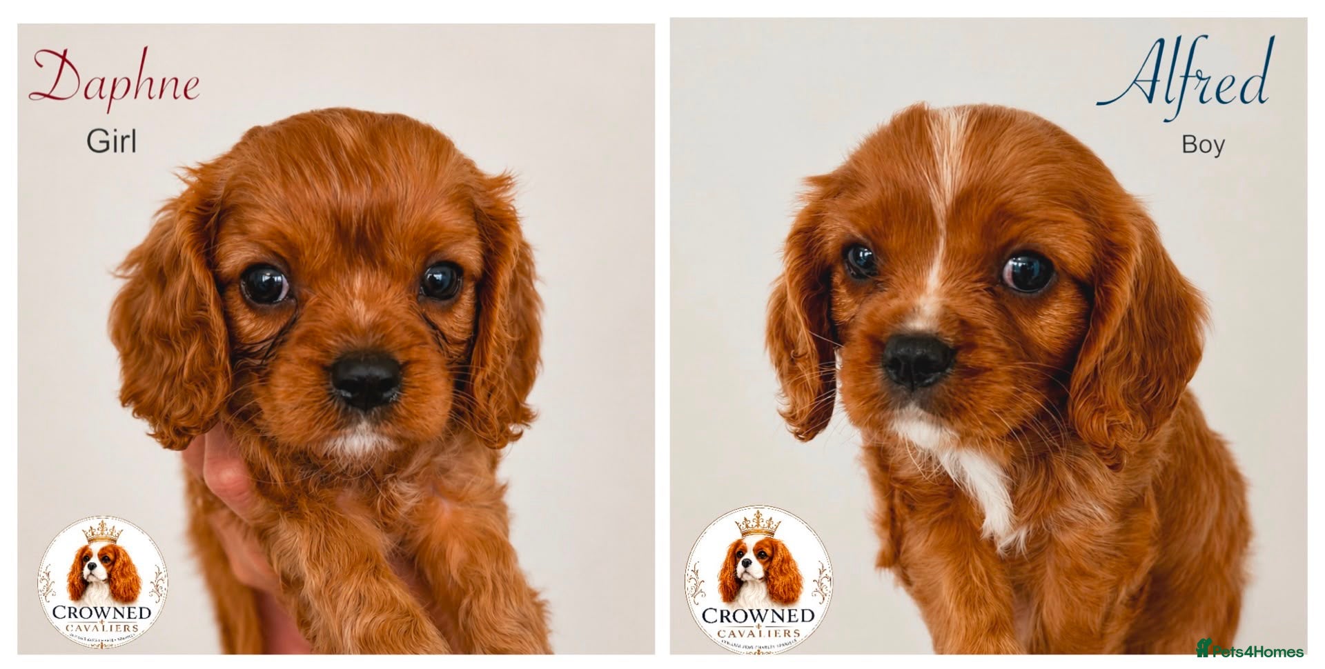 Cavalier King Charles Spaniel dogs Beautiful Cavalier Pups, *Just 2 Left* - Advert 1
