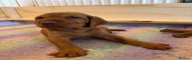 Hungarian Vizsla 1