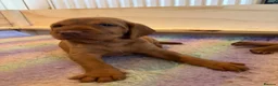 Hungarian Vizsla dogs for sale: Non registered Wire haired Hungarian vizsla pups in Barnsley - Advert 3