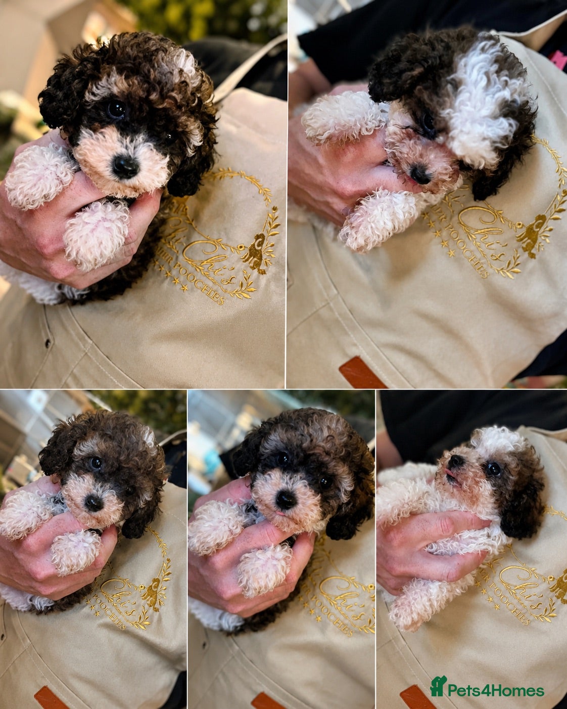 Cavapoo dogs Toy Cavapoo puppies  - Advert 1