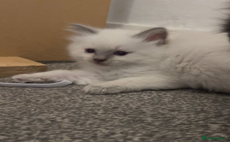 Ragdoll cats - Advert 13