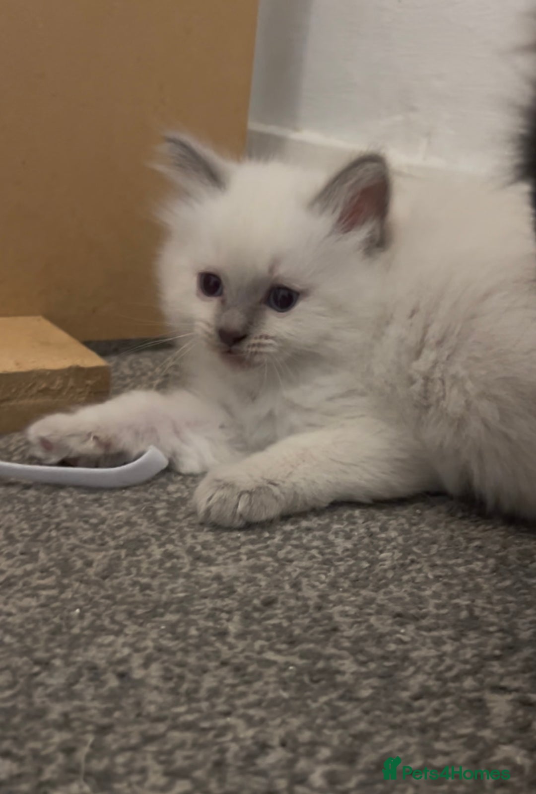 Ragdoll cats for sale: Beautiful Ragdoll kittens  - Image 1