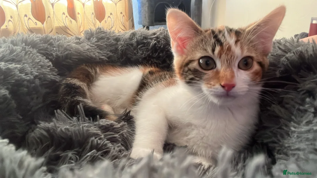 Mixed Breed cats for sale: CALICO GIRL KITTEN  - Advert 2