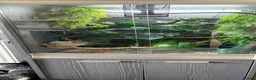 Chameleon reptiles for sale: Male veiled Chameleon with complete set up in Craven Arms - Advert 2