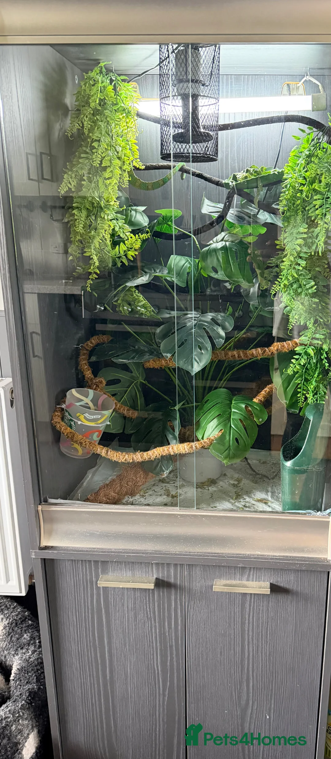 Chameleon reptiles for sale: Male veiled Chameleon with complete set up in Craven Arms - Advert 2