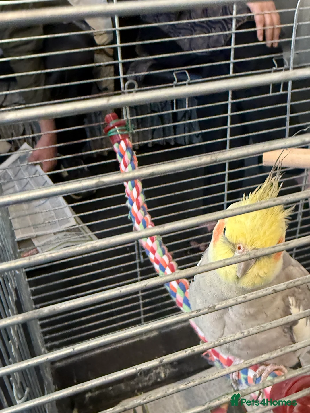 Cockatiels birds for sale: Bird lovely and can negotiate price need gone asap - Advert 9