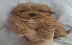 Maltipoo dogs for sale: Maltipoo puppies 5🌟licence breeder  - Image 7