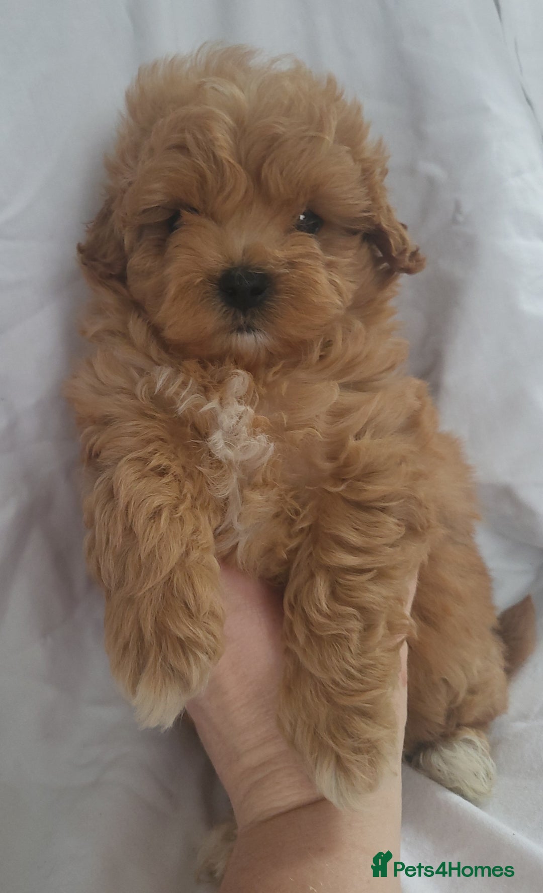Maltipoo dogs for sale: Maltipoo puppies 5🌟licence breeder  - Image 7