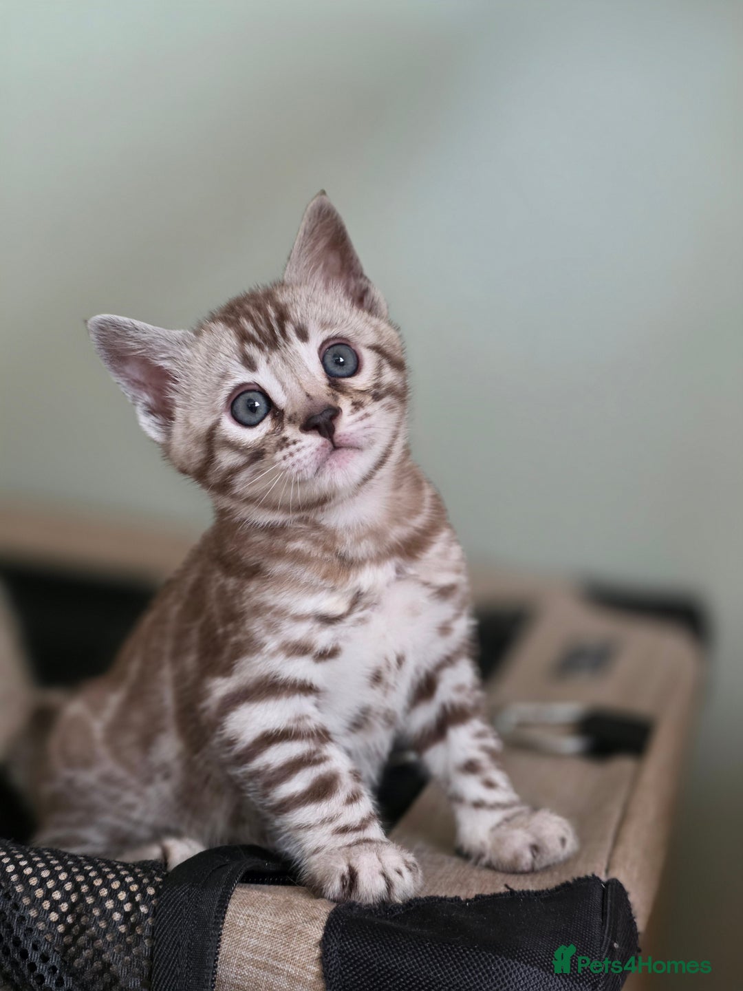 Bengal cats for sale: ❄️ Gorgeous Snow and Charcoal Bengals ❄️  - Advert 18