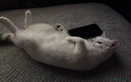 Domestic Shorthair cats for sale: Female cat for sale - Image 2