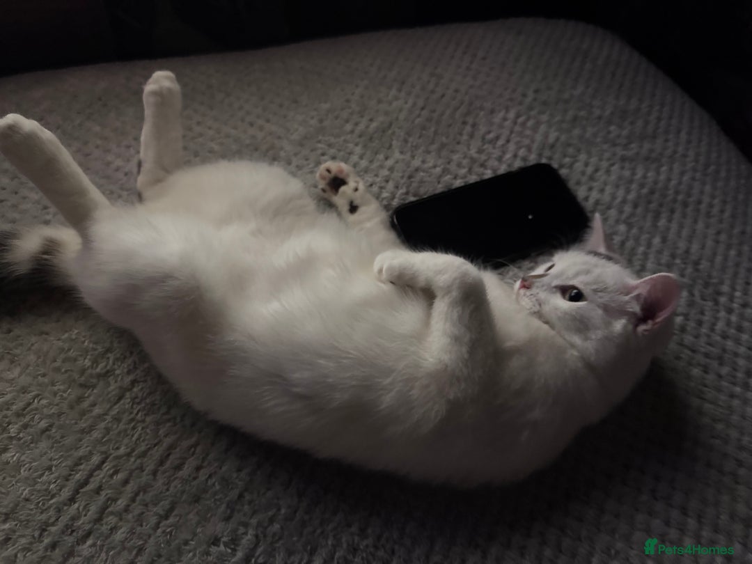 Domestic Shorthair cats for sale: Female cat for sale - Image 2