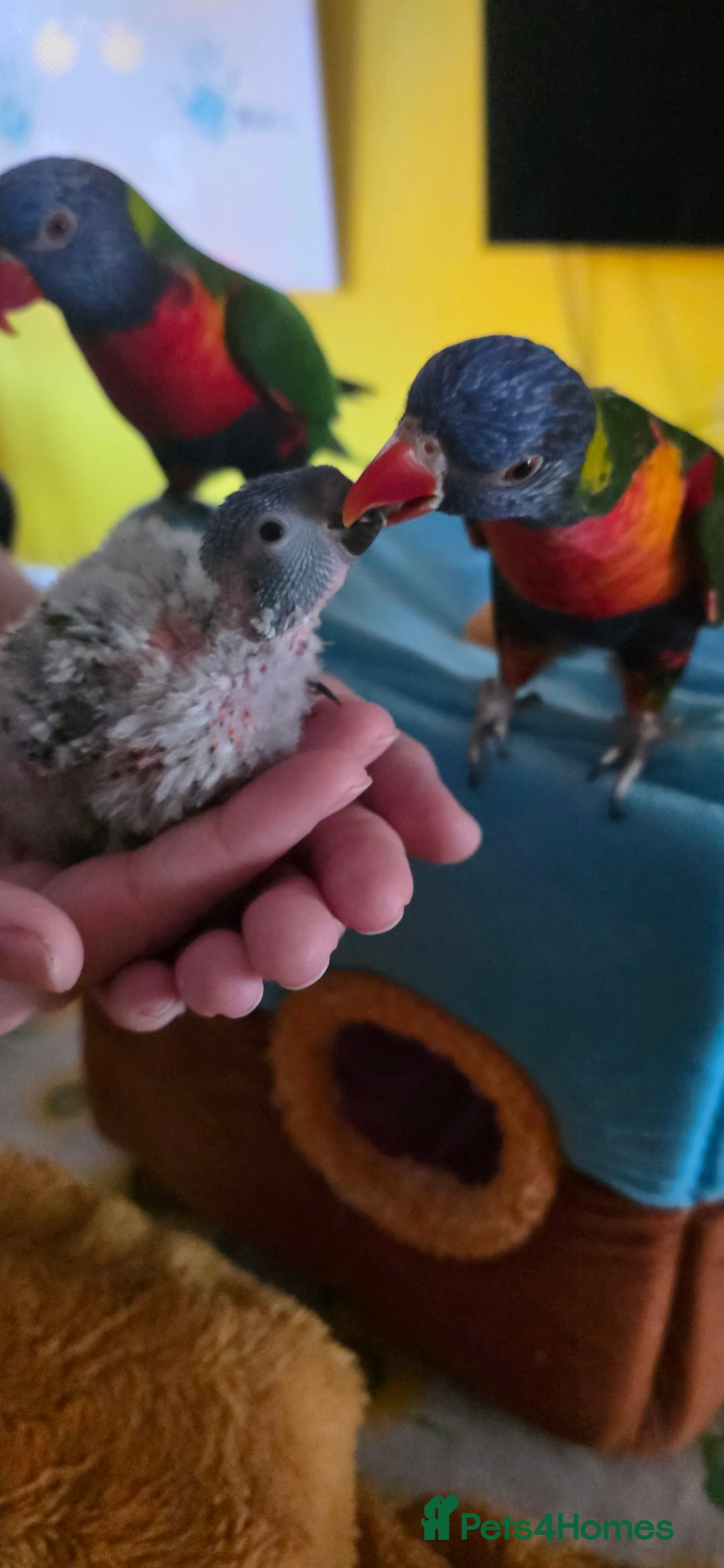 Lorikeets birds for sale: Rainbow Lorikeet Chicks (Trichoglossus moluccanus) - Advert 2