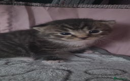 Mixed Breed cats for sale: Male and Female Cats - Image 4