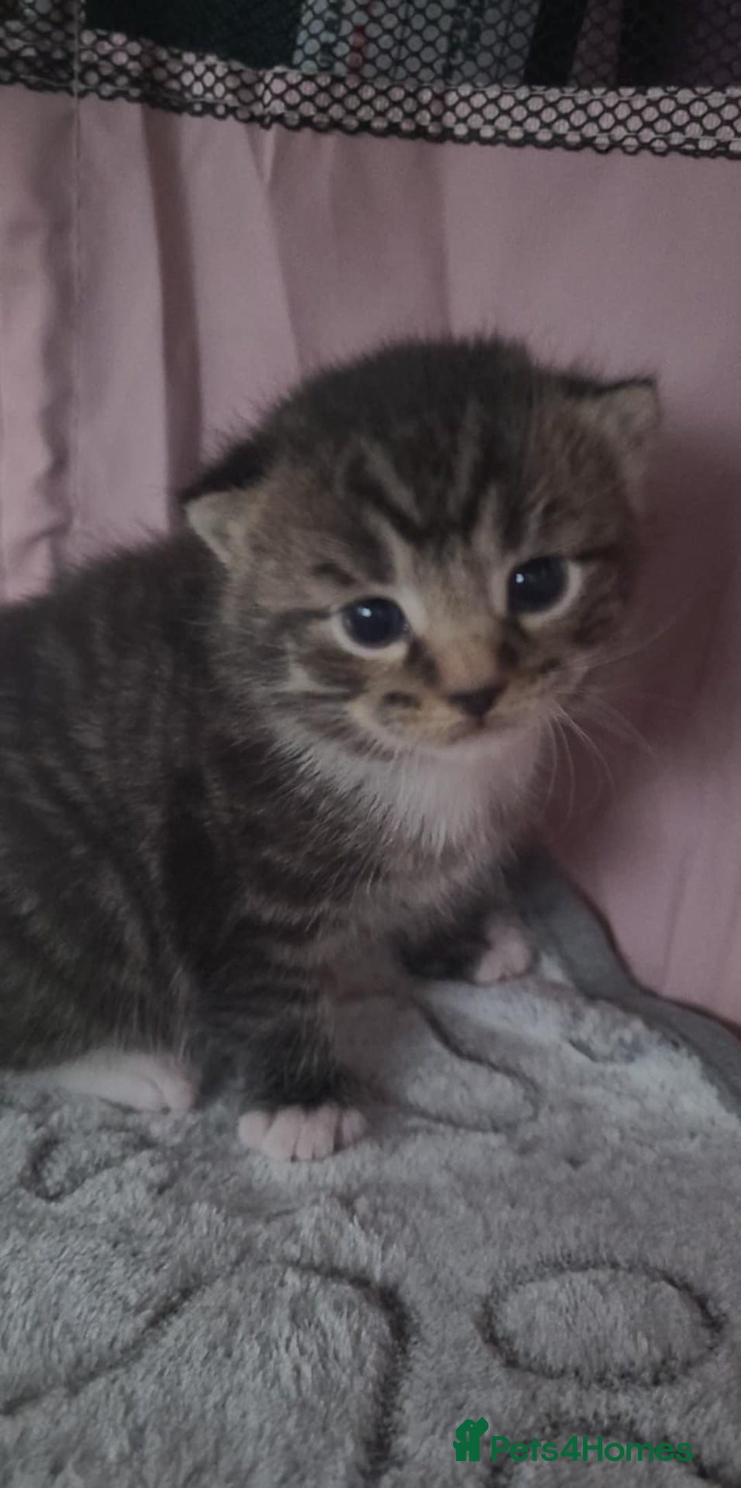 Mixed Breed cats for sale: Male and Female Cats - Image 4