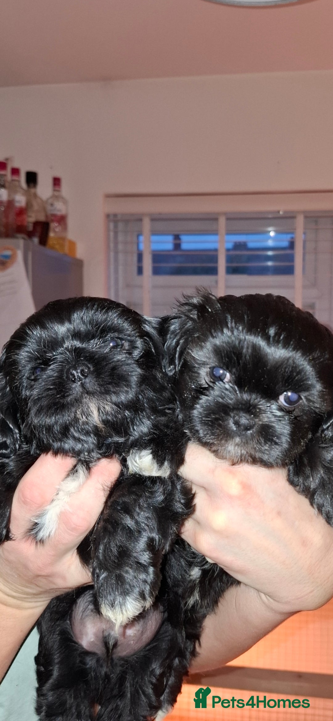 Shih Tzu dogs for sale: Shih tzu pups - Advert 5