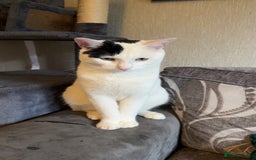 Mixed Breed cats for sale: Milo ready for his new home  - Image 5