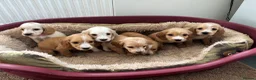 Cocker Spaniel dogs for sale: Cocker spaniel puppy’s READY SOON - Advert 12