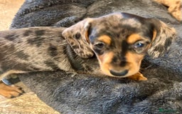 Miniature Dachshund dogs for sale: Stunning Miniature Smooth Dachshunds - Image 21