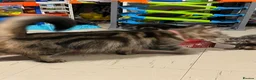 Mixed Breed cats for sale: Last female tabby kitten left  - Advert 4