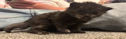 Mixed Breed cats for sale: Ragdoll x kittens  - Advert 16